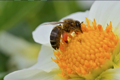 Observation d'une abeille butineuse - 1mn 34s